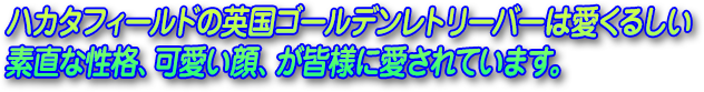 ハカタフィールドの英国ゴールデンレトリーバーは愛くるしい 素直な性格、可愛い顔、が皆様に愛されています。